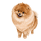 Pomeranian - ilmainen png animoitu GIF