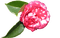 kukka, fleur, flower - zdarma png animovaný GIF