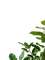leaf frame - Free PNG Animated GIF