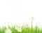 dandelion grass spring