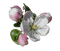Apfelblüte - gratis png animerad GIF
