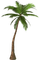 palm trees bp - ücretsiz png animasyonlu GIF