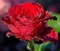 rose rouge - бесплатно png анимированный гифка