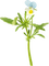 kikkapink flower deco scrap - zadarmo png animovaný GIF