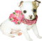 dolceluna dog - png gratis GIF animasi
