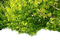 Wald - kostenlos png Animiertes GIF
