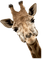 girafe - gratis png animerad GIF