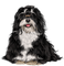 gala animals dog - gratis png animeret GIF