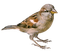 oiseaux - безплатен png анимиран GIF