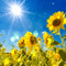 tournesol fond gif sunflowers bg animated - GIF animé gratuit GIF animé