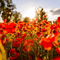 charmille _ fleurs - Gratis geanimeerde GIF geanimeerde GIF