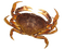 Kaz_Creations Crab - ilmainen png animoitu GIF