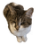 Luna the cat - gratis png geanimeerde GIF
