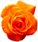 Rose.Orange