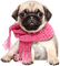 Dog Pug Wearing a Scarf - PNG gratuit GIF animé