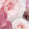 vintage pink background rose roses