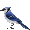 pájaro azul - GIF animado grátis Gif Animado