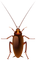 cockroach - PNG gratuit GIF animé