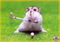 animaux - Free PNG Animated GIF
