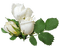 rosas blancas dubravka4 - Free PNG Animated GIF