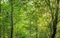 Wald - gratis png animeret GIF