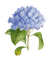 hortensia bleu - png gratuito GIF animata