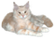Kaz_Creations Cats Kittens Cat Kitten - 免费PNG 动画 GIF