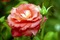 Róża - GIF animé gratuit