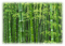 bamboo landscape - png gratuito GIF animata