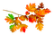 Branch.Leaves.Yellow.Green.Orange.Brown.Red - PNG gratuit GIF animé