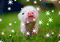 cochon - 無料のアニメーション GIF アニメーションGIF
