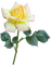 ruusu kukka flower fleur