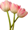 тюльпаныгг - δωρεάν png κινούμενο GIF