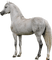 häst-----horse - png gratuito GIF animata