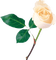 Kaz_Creations Deco Flowers Roses Flower - PNG gratuit GIF animé