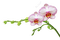 flower,orchid - png gratuito GIF animata