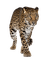 Kaz_Creations Leopard - png gratuito GIF animata
