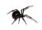 awesome spider - PNG gratuit GIF animé