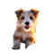 charmille _ animaux - gratis png animeret GIF