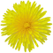 Flowers yellow bp - png grátis Gif Animado