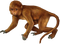 Kaz_Creations Animals Monkey - png gratuito GIF animata