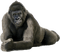 king kong - Free PNG Animated GIF
