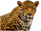 leopardo - besplatni png animirani GIF