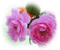 patymirabelle fleurs - PNG gratuit GIF animé