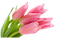 Flower Tulips - ingyenes png animált GIF