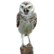 Kaz_Creations  Birds Bird Owl - png gratuito GIF animata