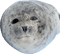 Ponsuke seal sea lion - bezmaksas png animēts GIF
