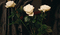 Beautiful flowers -Nitsa - Bezmaksas animēts GIF animēts GIF