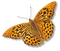 BUTTERFLY - kostenlos png Animiertes GIF
