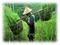 paddy field man - png gratuito GIF animata
